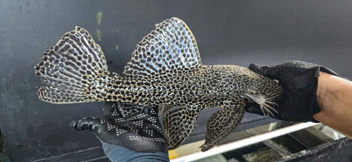 Megalancistrus parananus 18"-19"