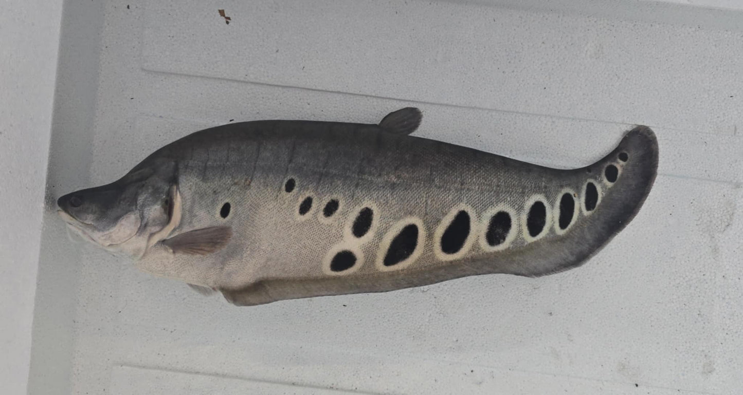 Royal Clown Knifefish (Chitala Blanci)
