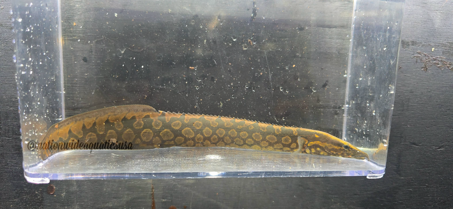 Tire Track eel (mastacembelus armatus)