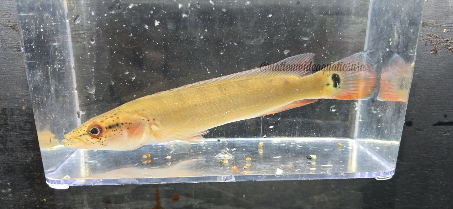 Red Atabapo Pike (Crenicichla Sp.)
