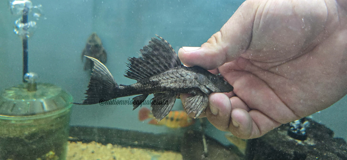 Rhino Pleco (Pterygoplichthys scrophus)