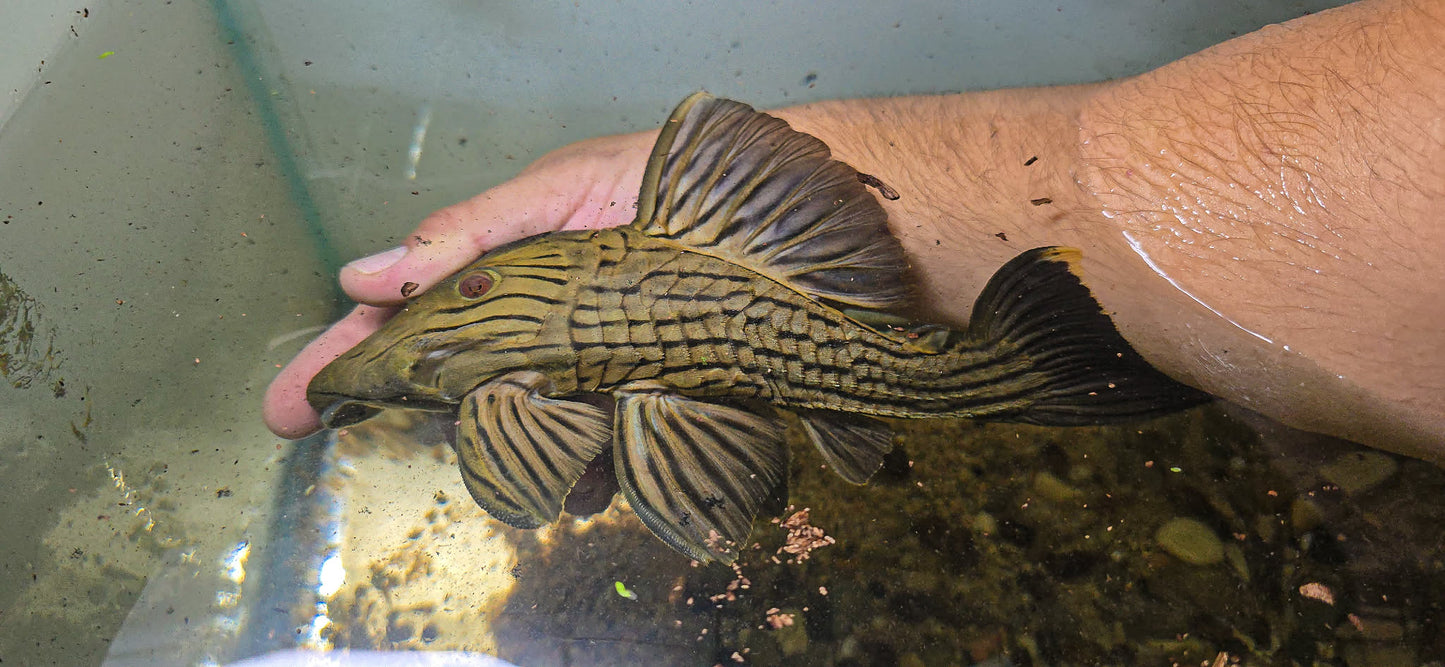 L027 A - Tocantins (Panaque armbrusteri)