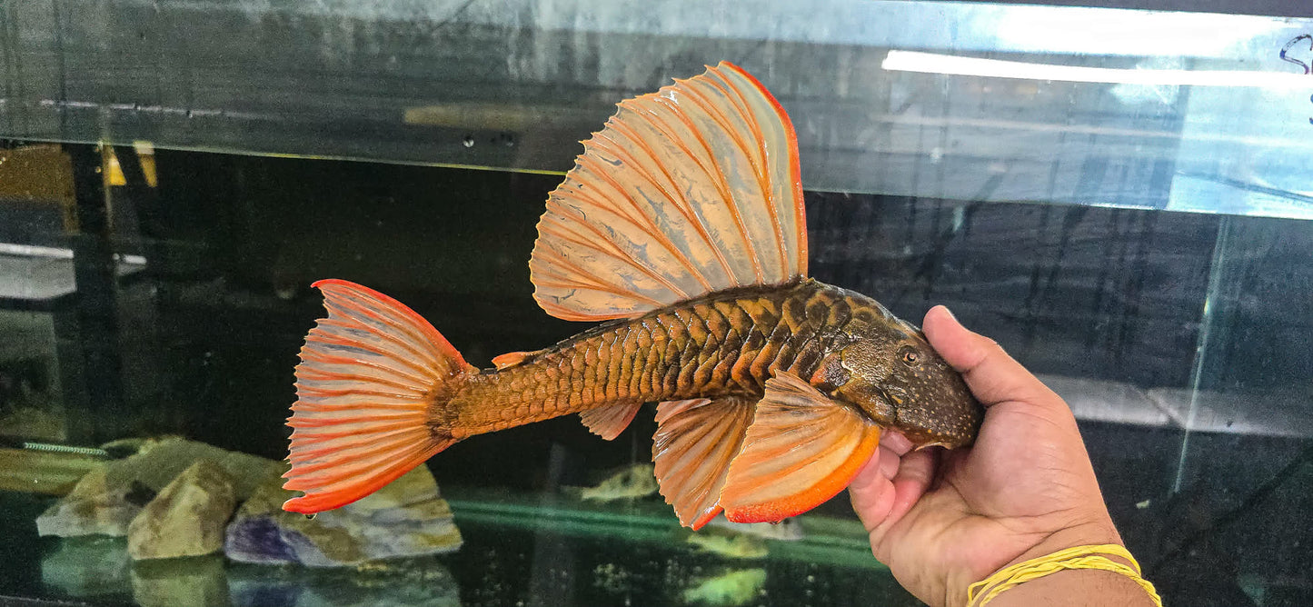 albino hypostomus plecostomus