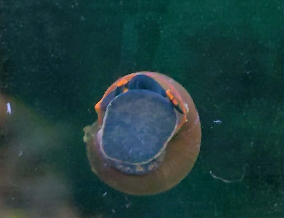 orange-spotted Papua Blueberry Snail (Viviparus sp.)