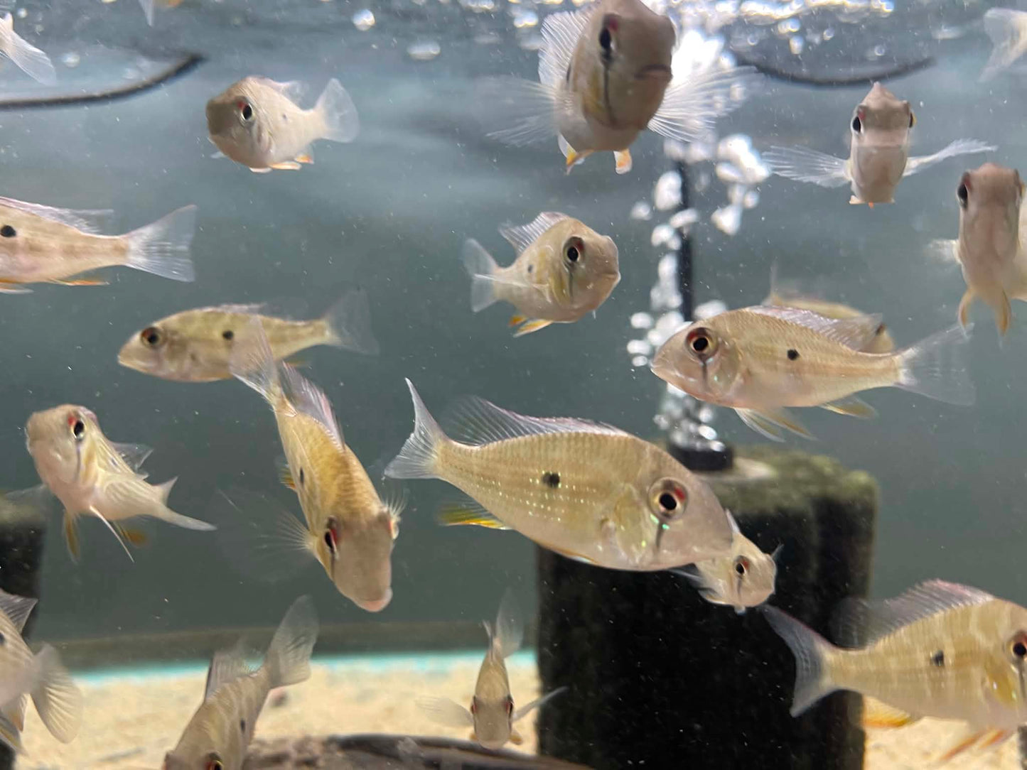 Threadfin Acara (Acarichthys heckelii) 10 pack