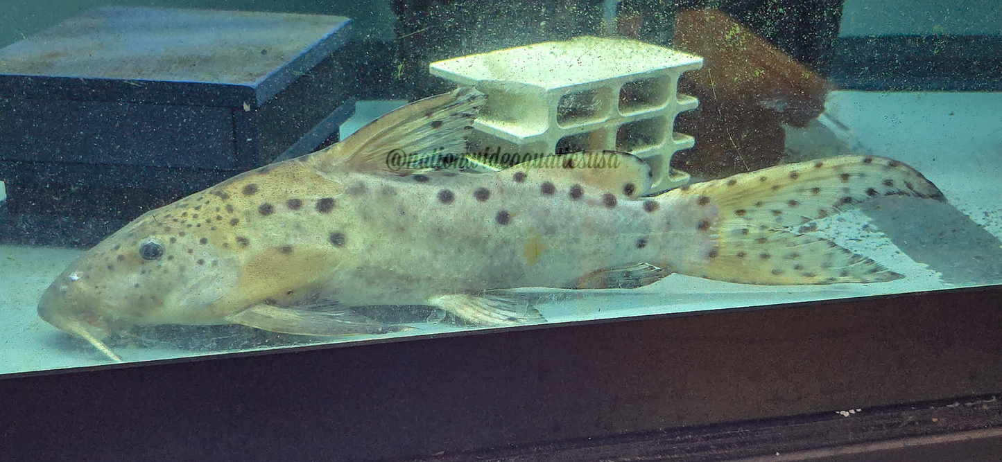 Synodontis longirostris 10"