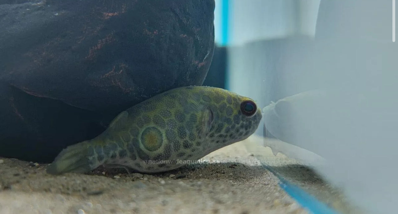 Target Puffer (Pao leiurus)