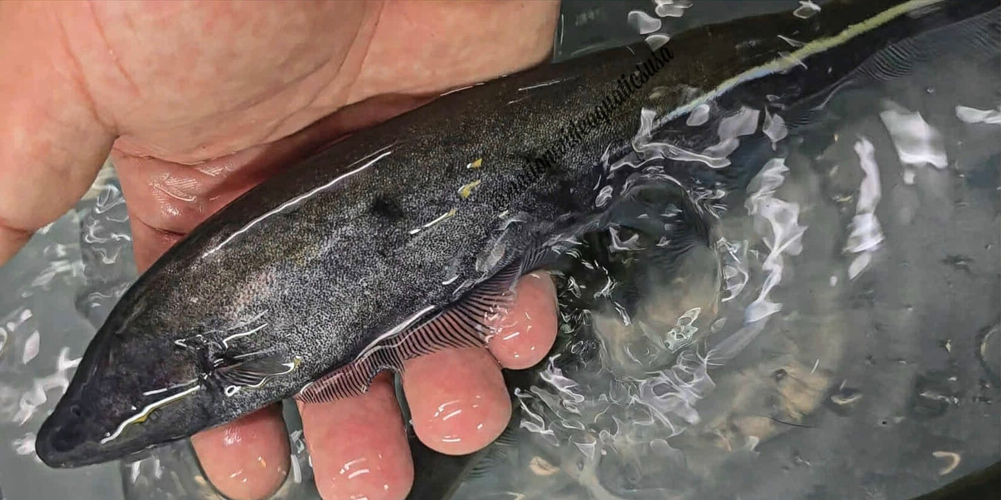 Goldline Knifefish (Sternopygus macrurus)