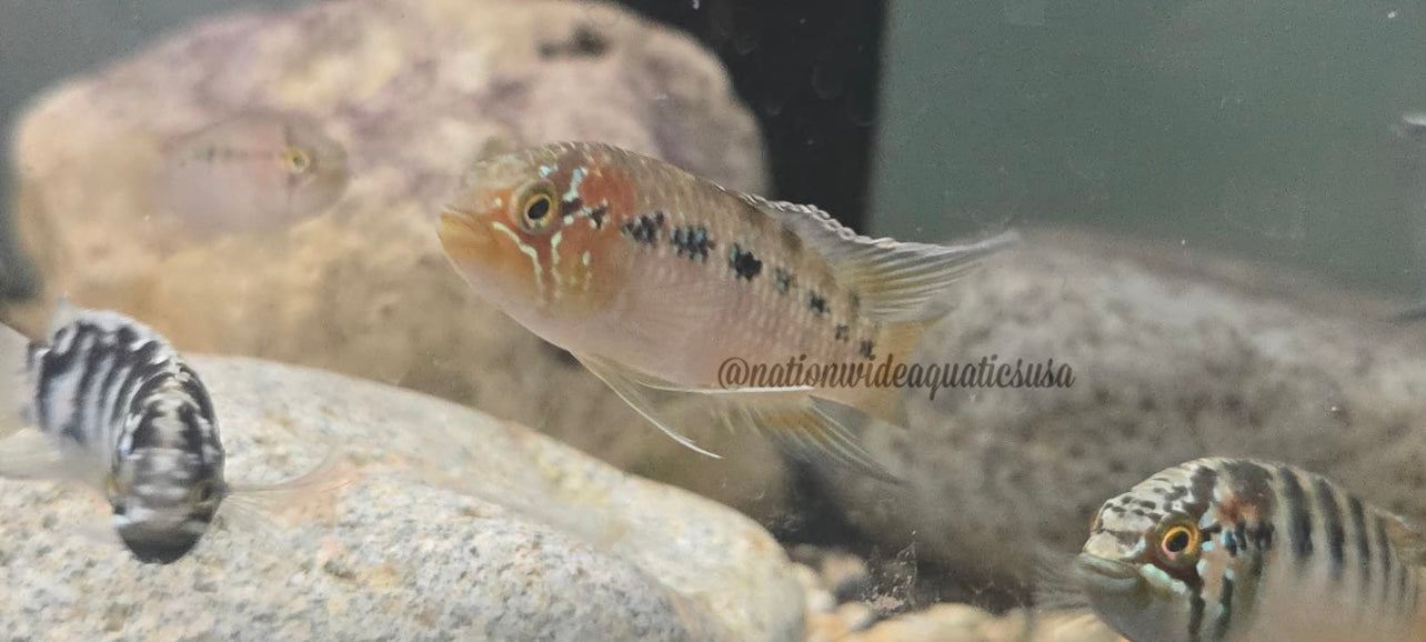Ivanacara adoketa 5 pack