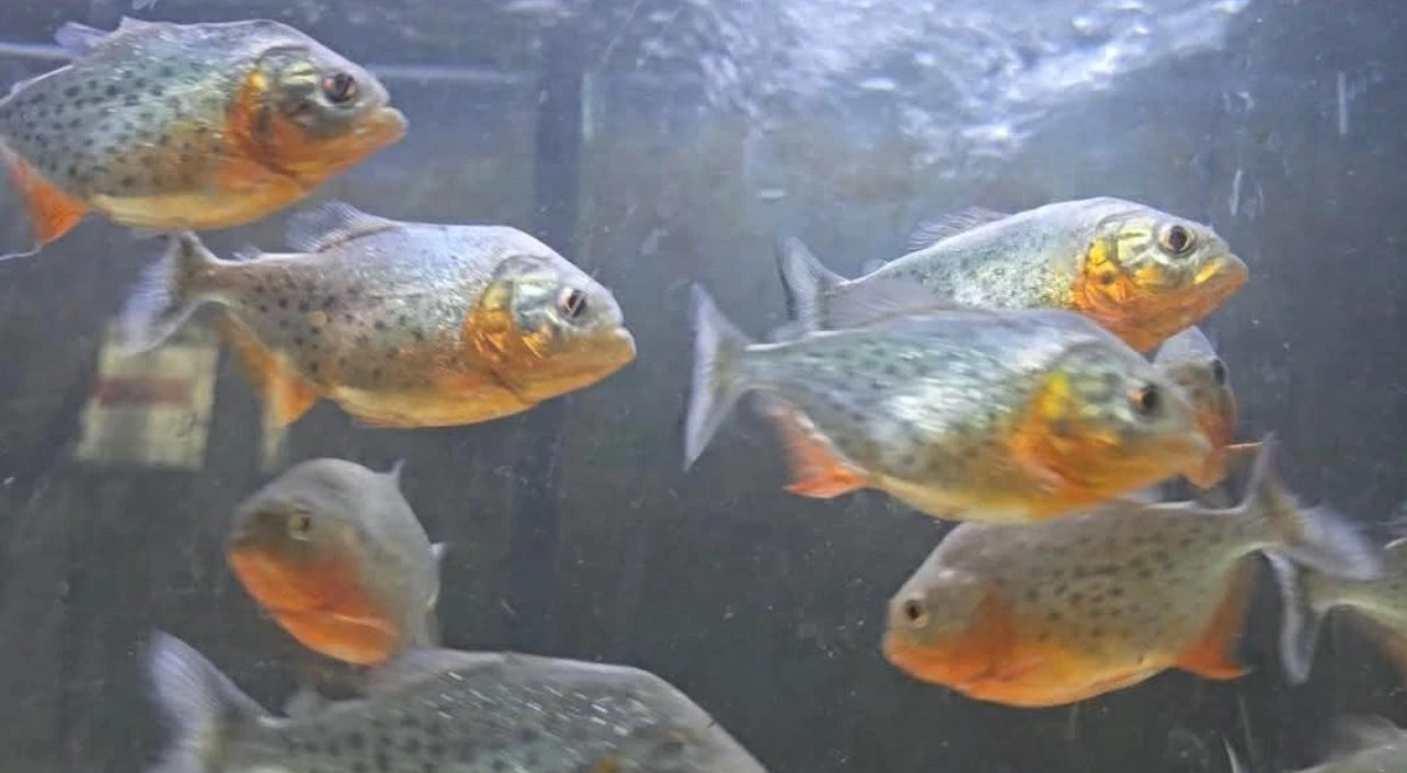 Red belly piranha (Pygocentrus nattereri)