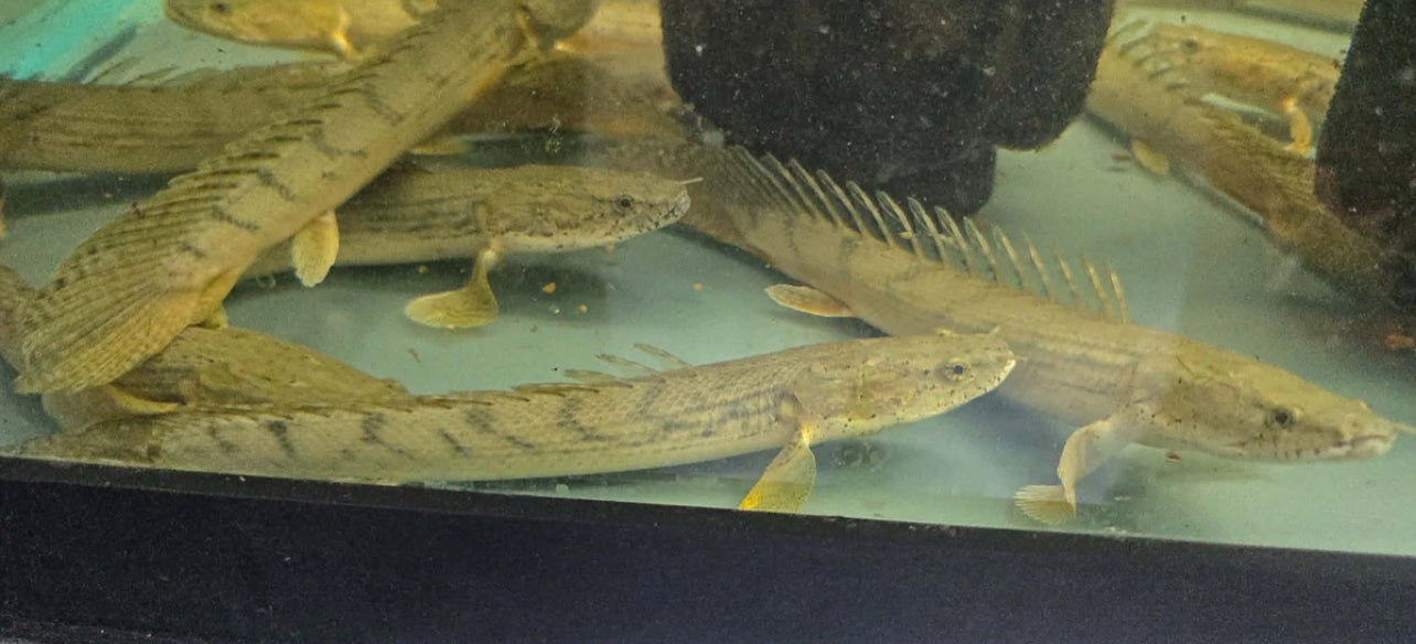 Congo bichir (Polypterus congicus) 8"