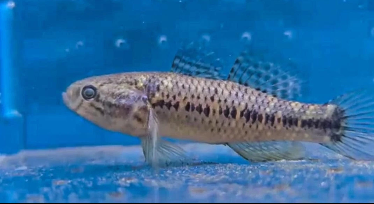 fat sleeper goby (Dormitator maculatus)