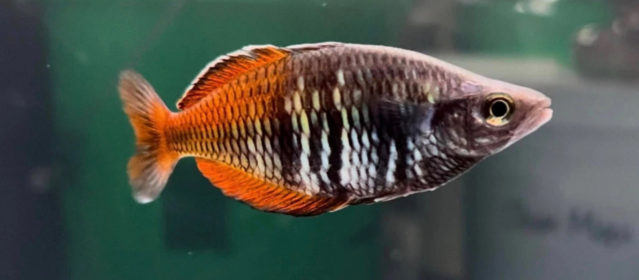 Melanotaniae boesemani "uter" *males only*