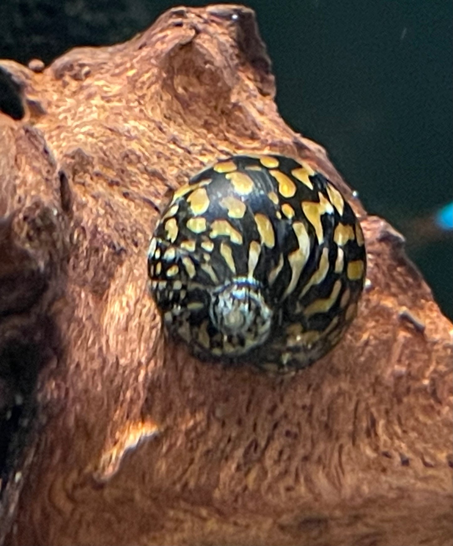 Batik Nerite Snail ( Neritina Variegata)