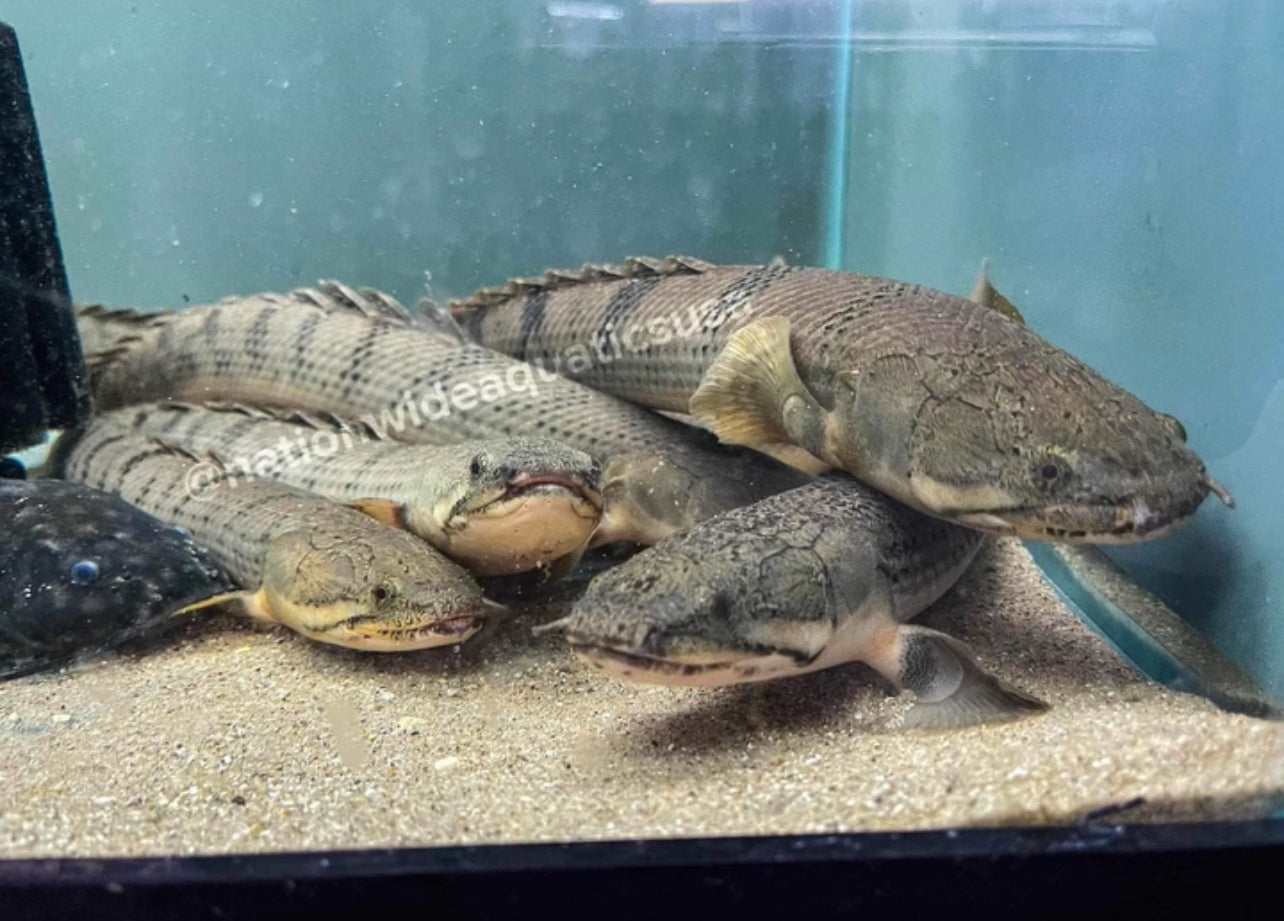 Polypterus weeksii