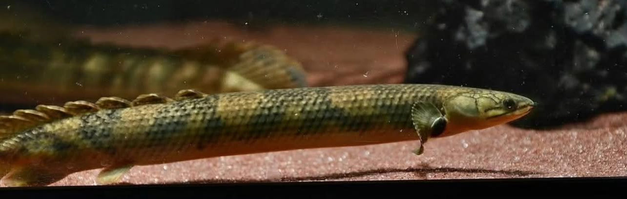 Polypterus mokelembembe