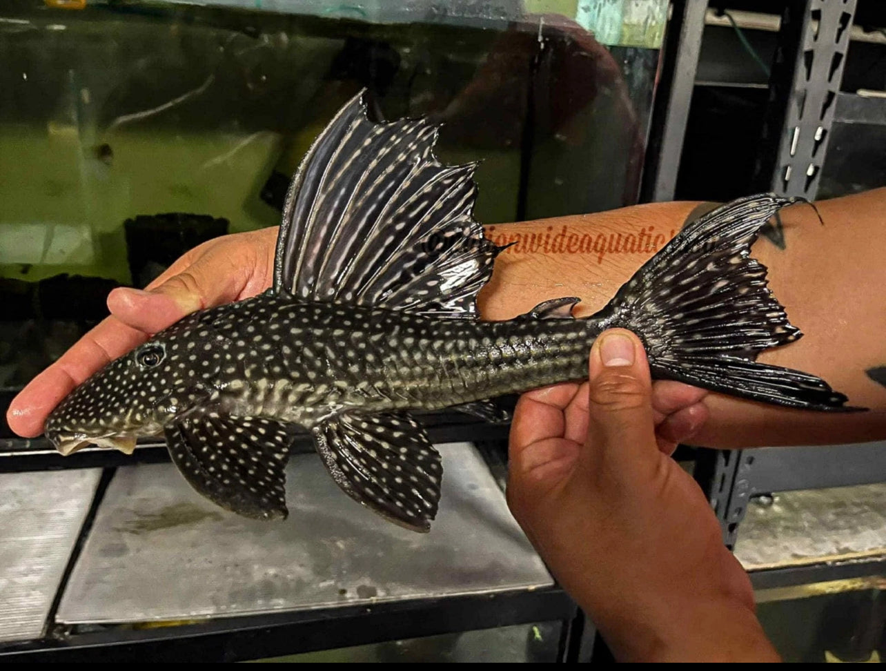 Hypostomus luteomaculatus / Roseopunctatus - Rare pleco from south Brazil