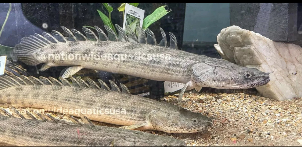 Guinean bichir - Polypterus ansorgii BIG SIZE