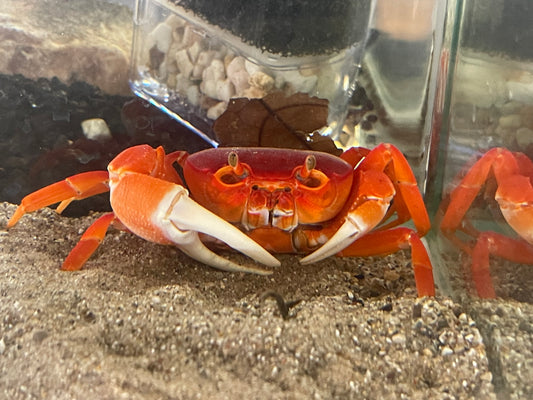 Red Pirate Crab