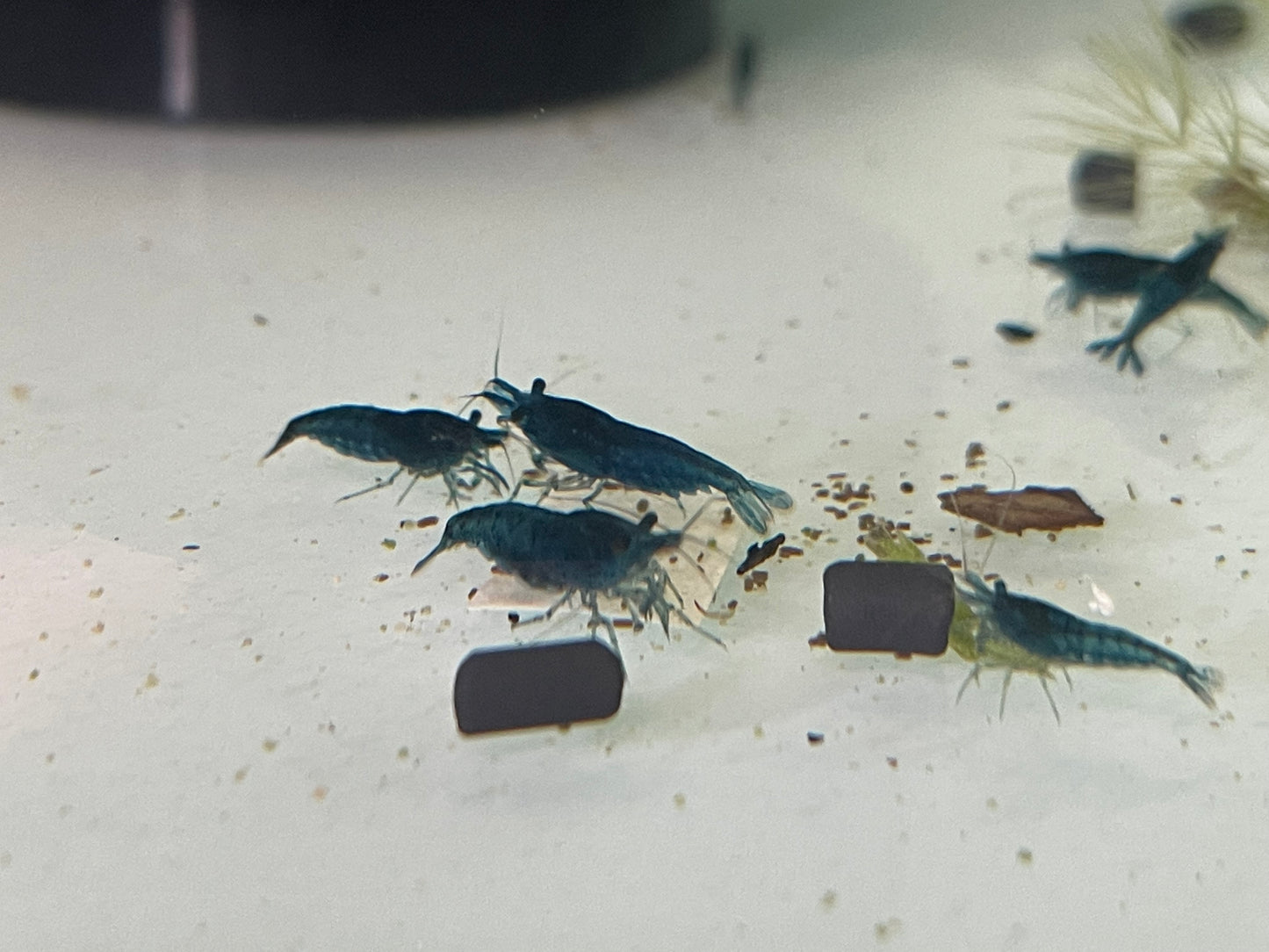 Blue Dream shrimp