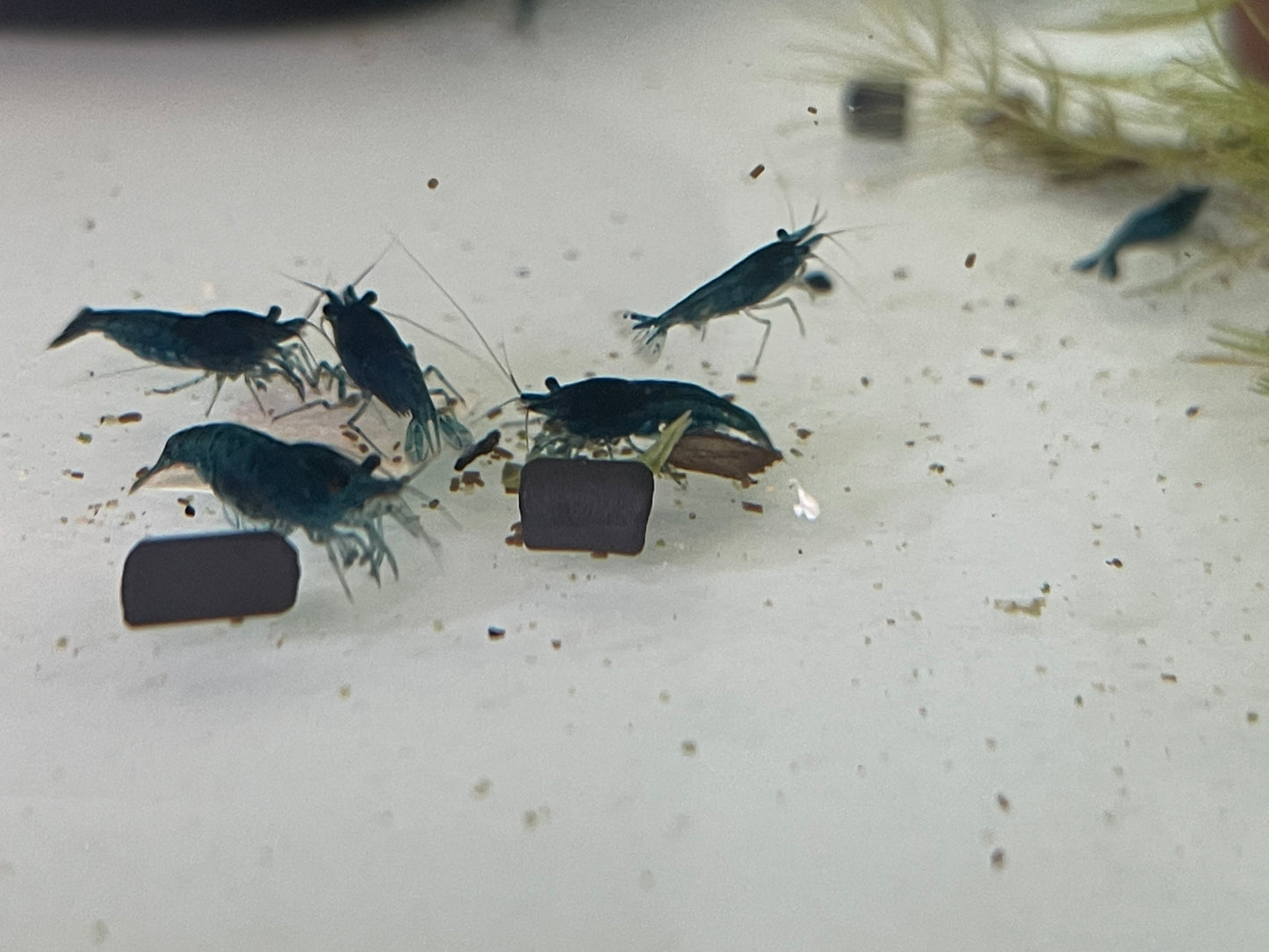 Blue Dream shrimp