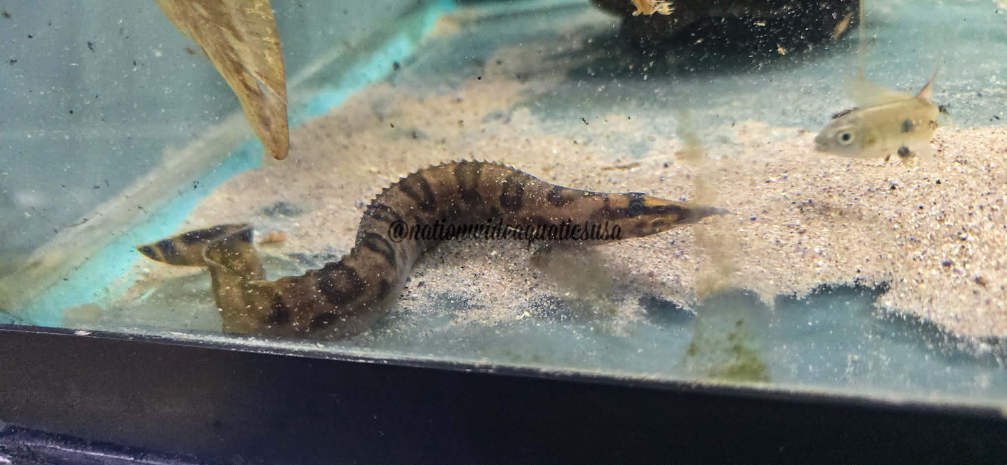 Tanganyikan Spiny Eel (Mastacembelus Ellipsifer)