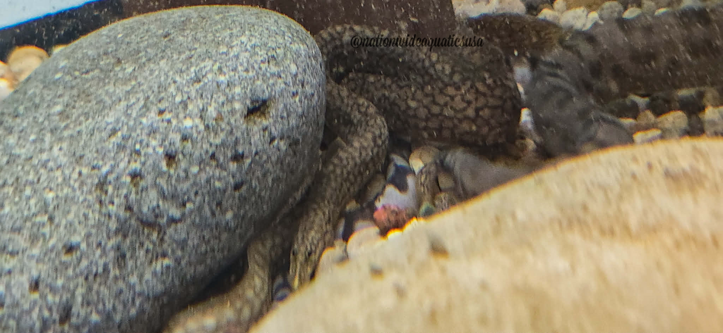 Mastacembelus Albomaculatus - rare tanganyikan eel