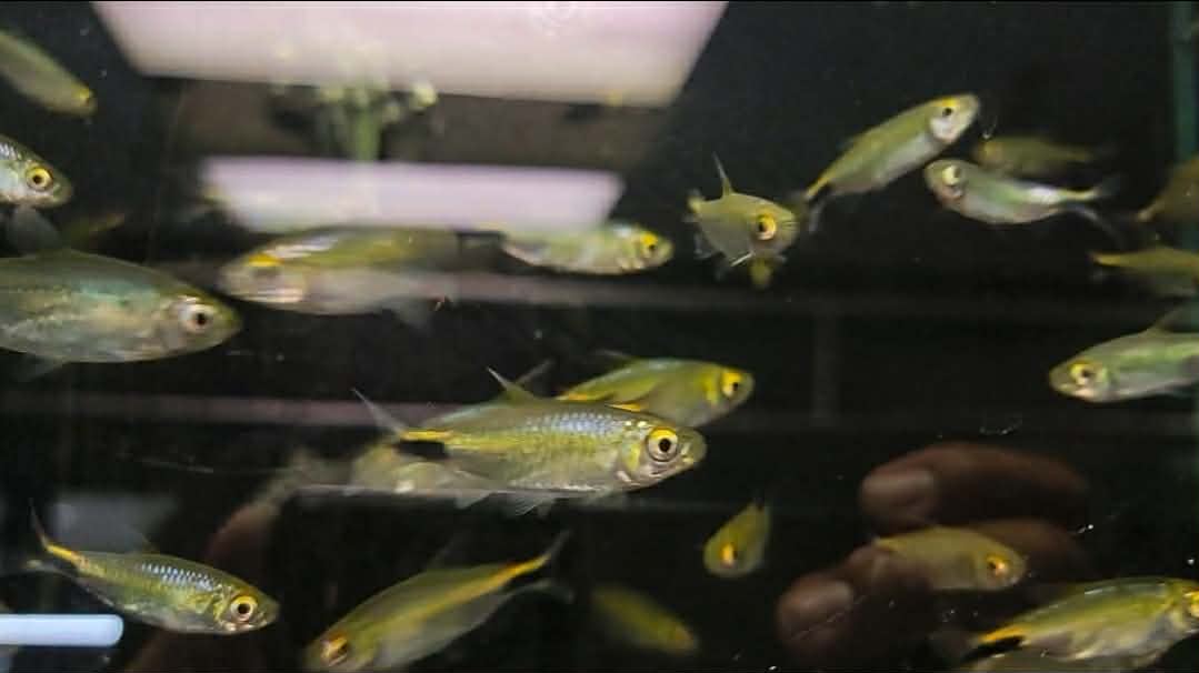 Brycinus longipinnes