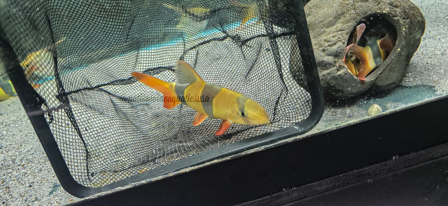 Clown Loach (Chromobotia macracantha) 5 pack