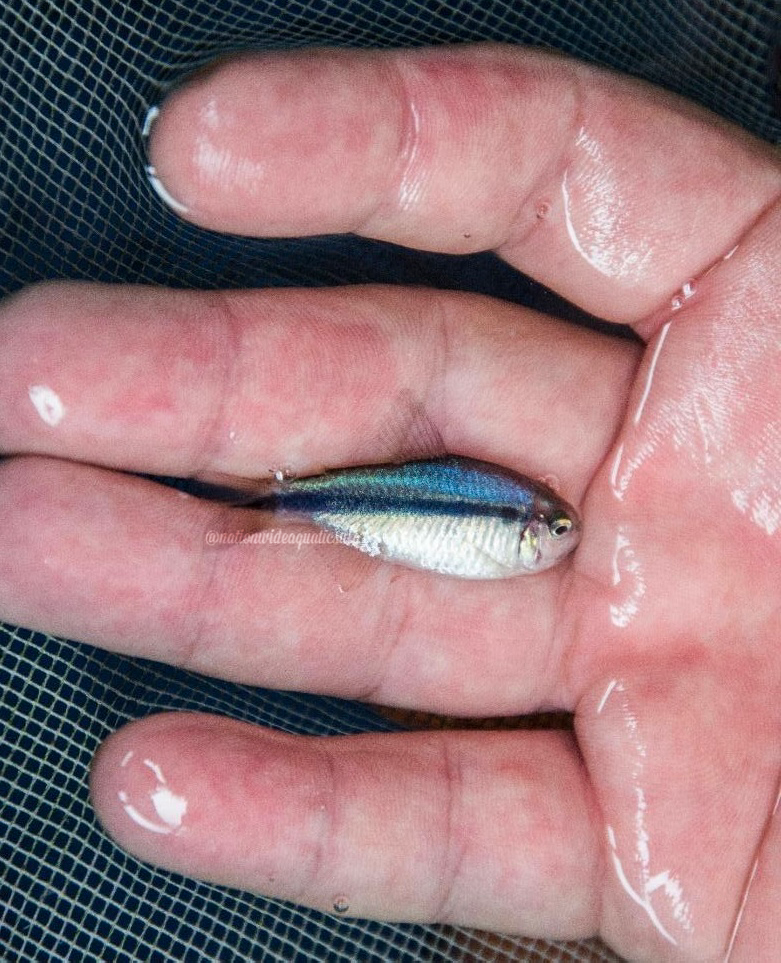 Hyphessobrycon Melanostichos 5 Pack