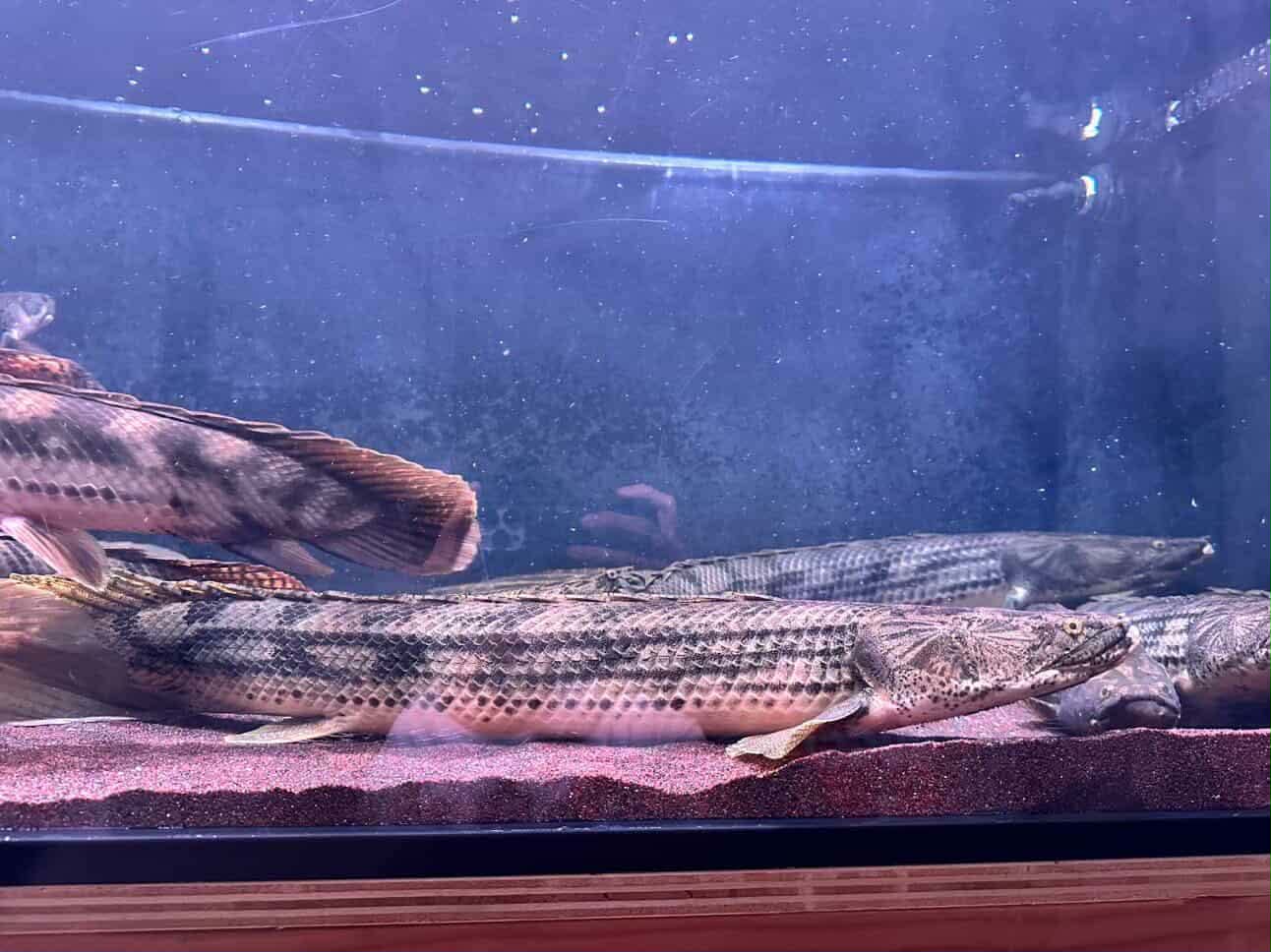 Polypterus Congicus "lake tanginyka / gisela bichir 26"-27"
