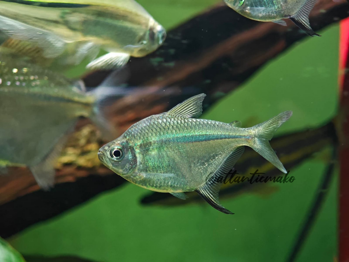 orthospinus franciscensis