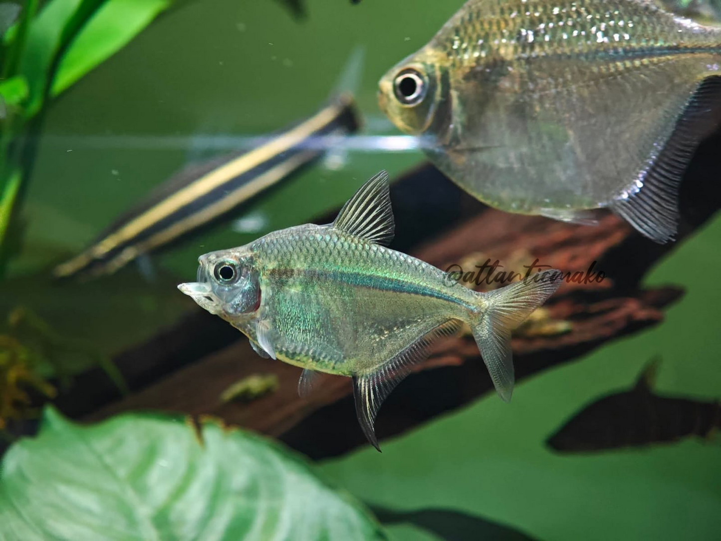 orthospinus franciscensis