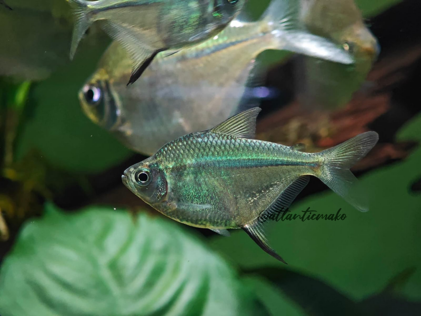 orthospinus franciscensis