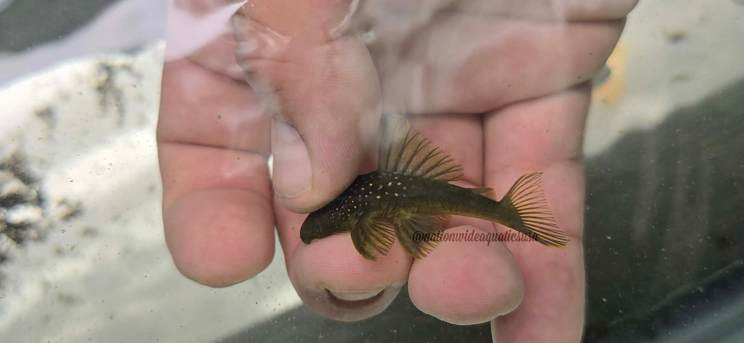 L200 Green Phantom Pleco (Hemiancistrus subviridis)