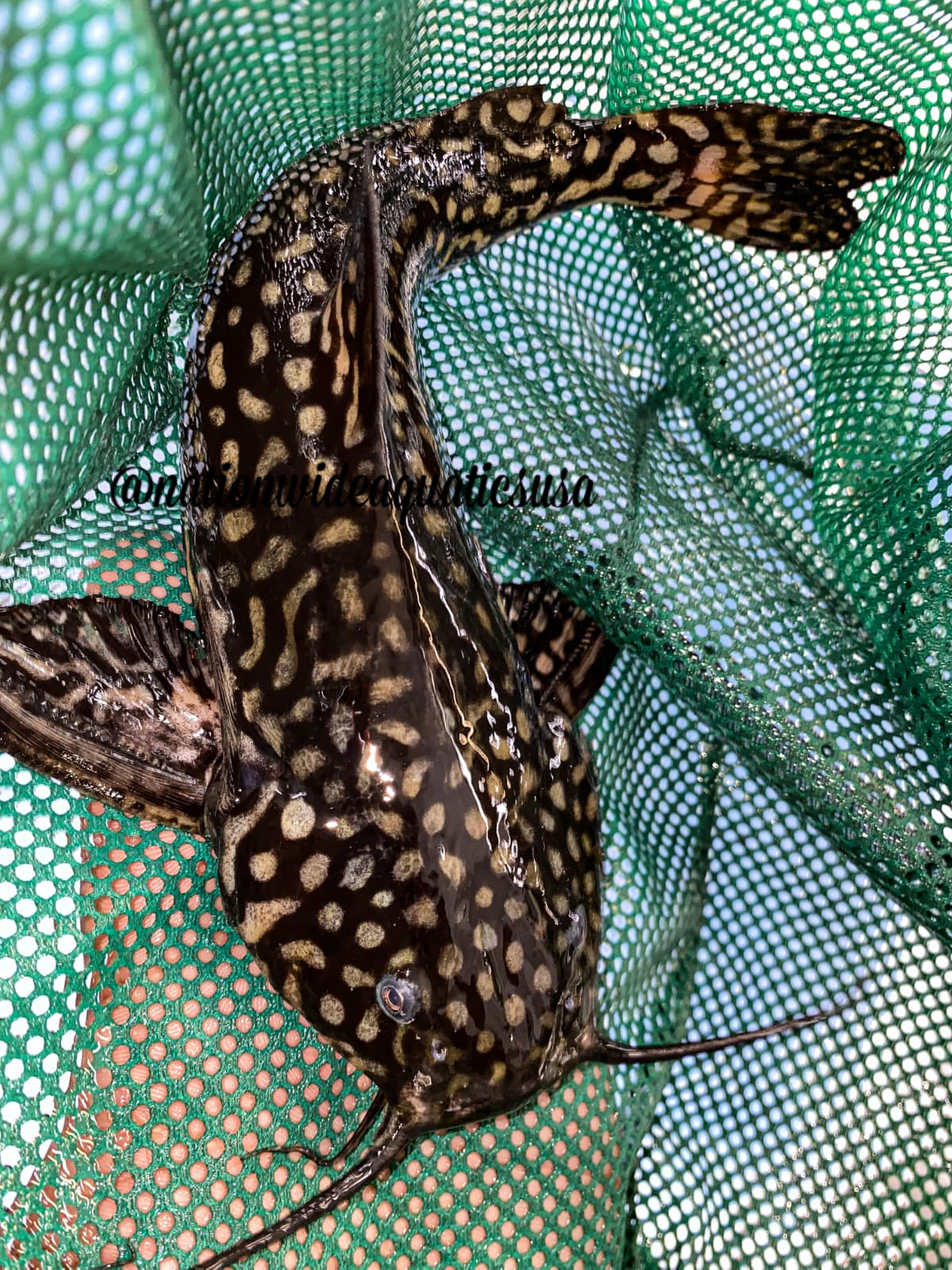 Jewel Spotted Catfish (Wertheimeria Maculata)