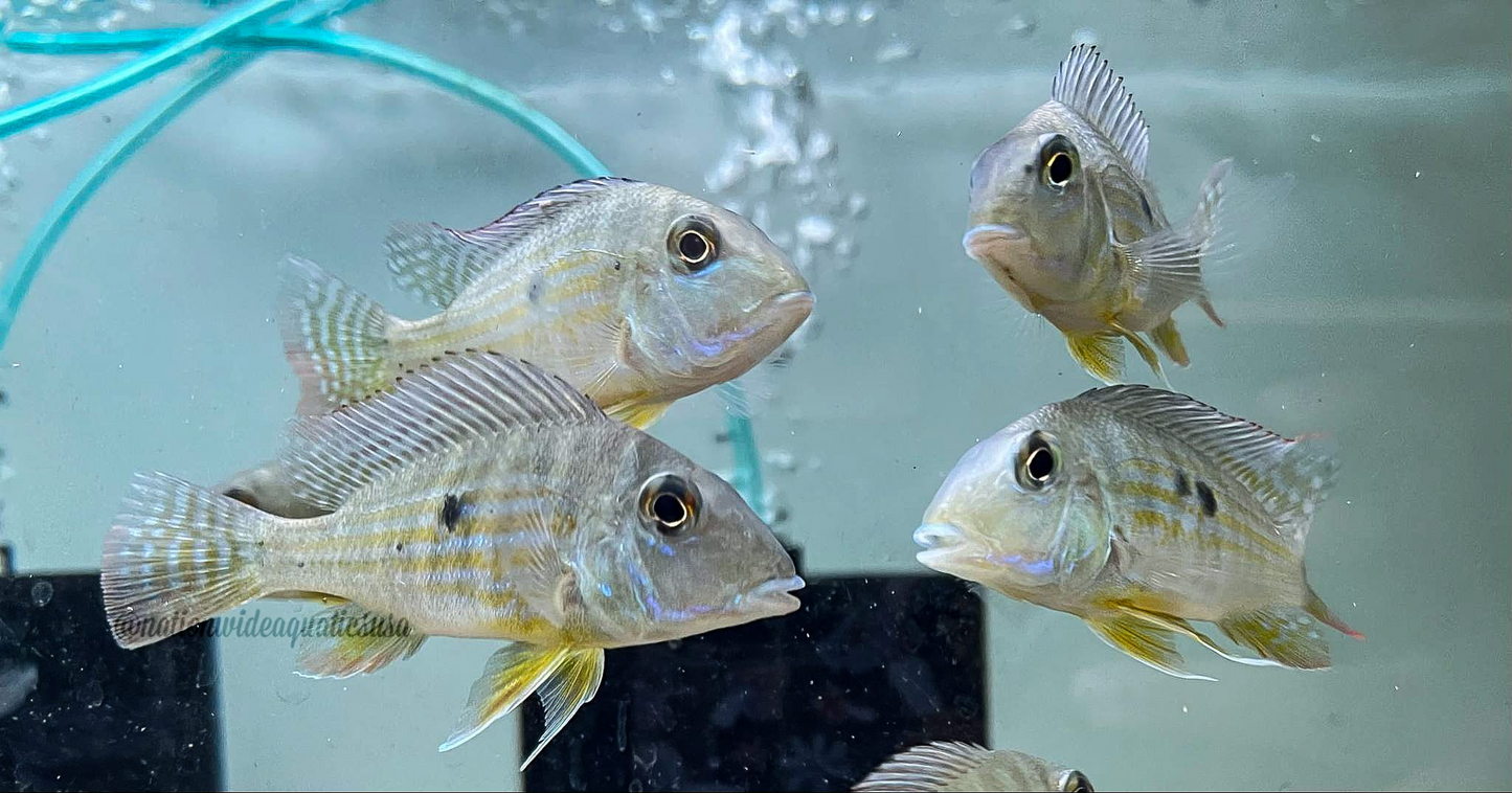 Geophagus Neambi
(Rio Tocantins) 3 pack
