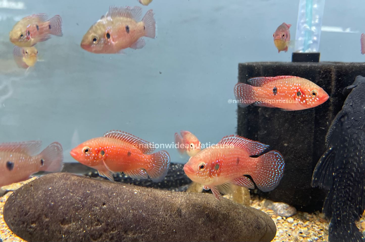 Red Jewel Cichlid