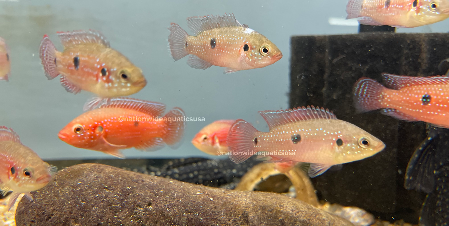 Red Jewel Cichlid