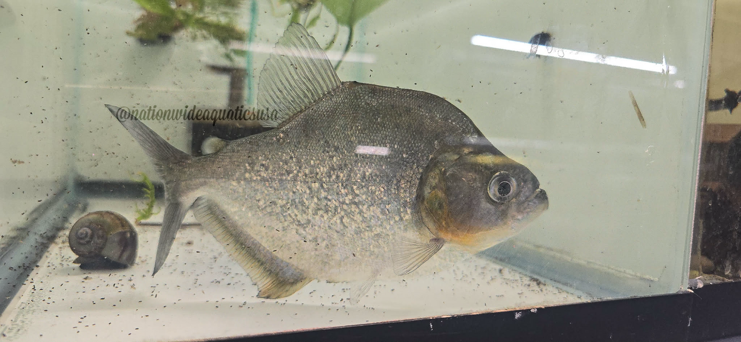 Serrasalmus altispinis