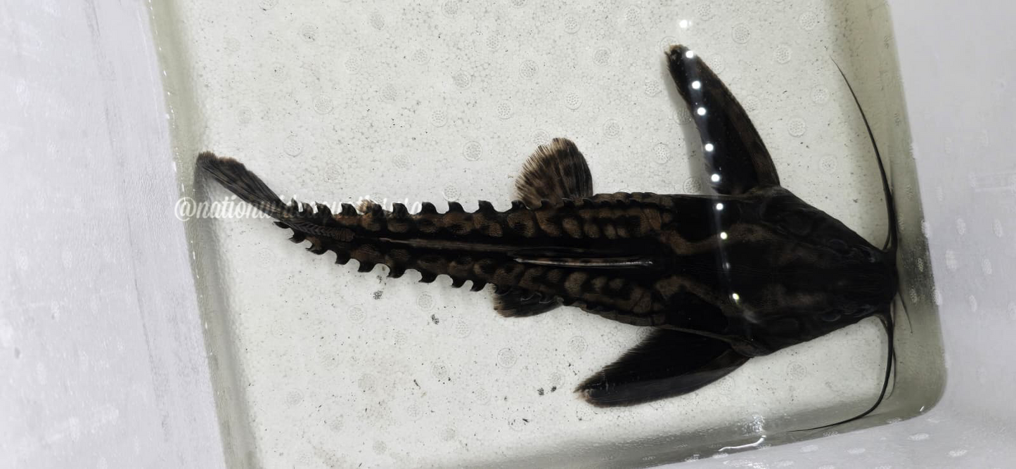 Irwini Catfish (Megalodoras Uranoscopus)