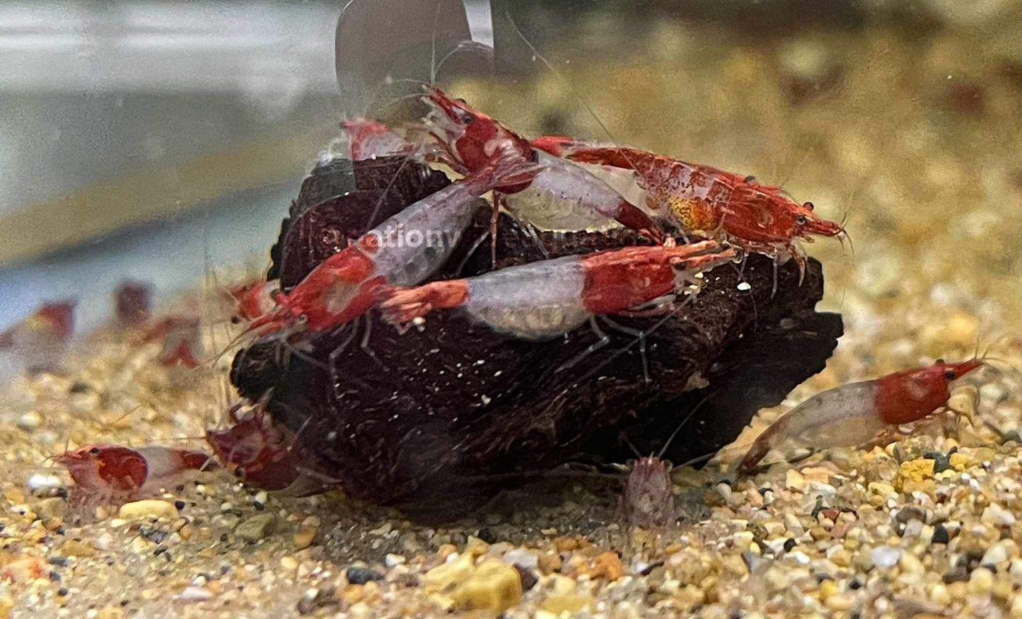 Red Rili Shrimp