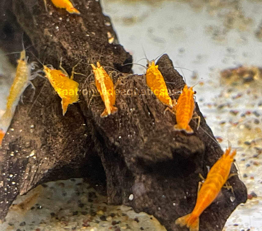 Sunkist Orange Shrimp