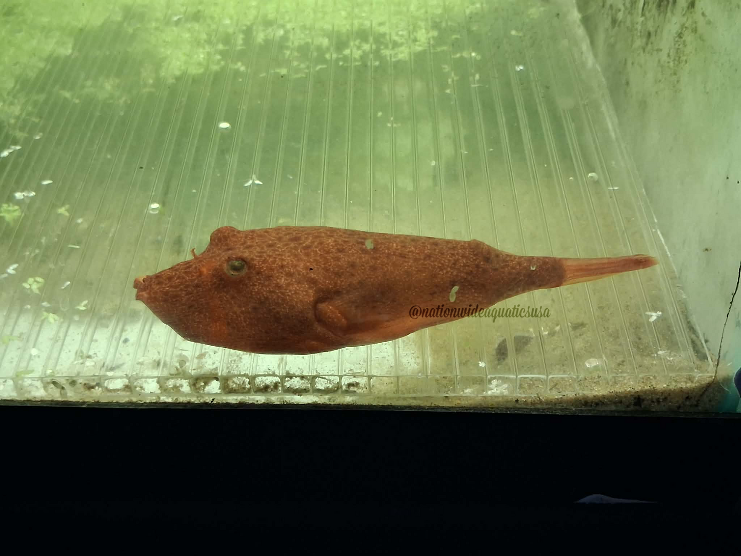 Red Potato Puffer (Tetraodon miurus) 4"