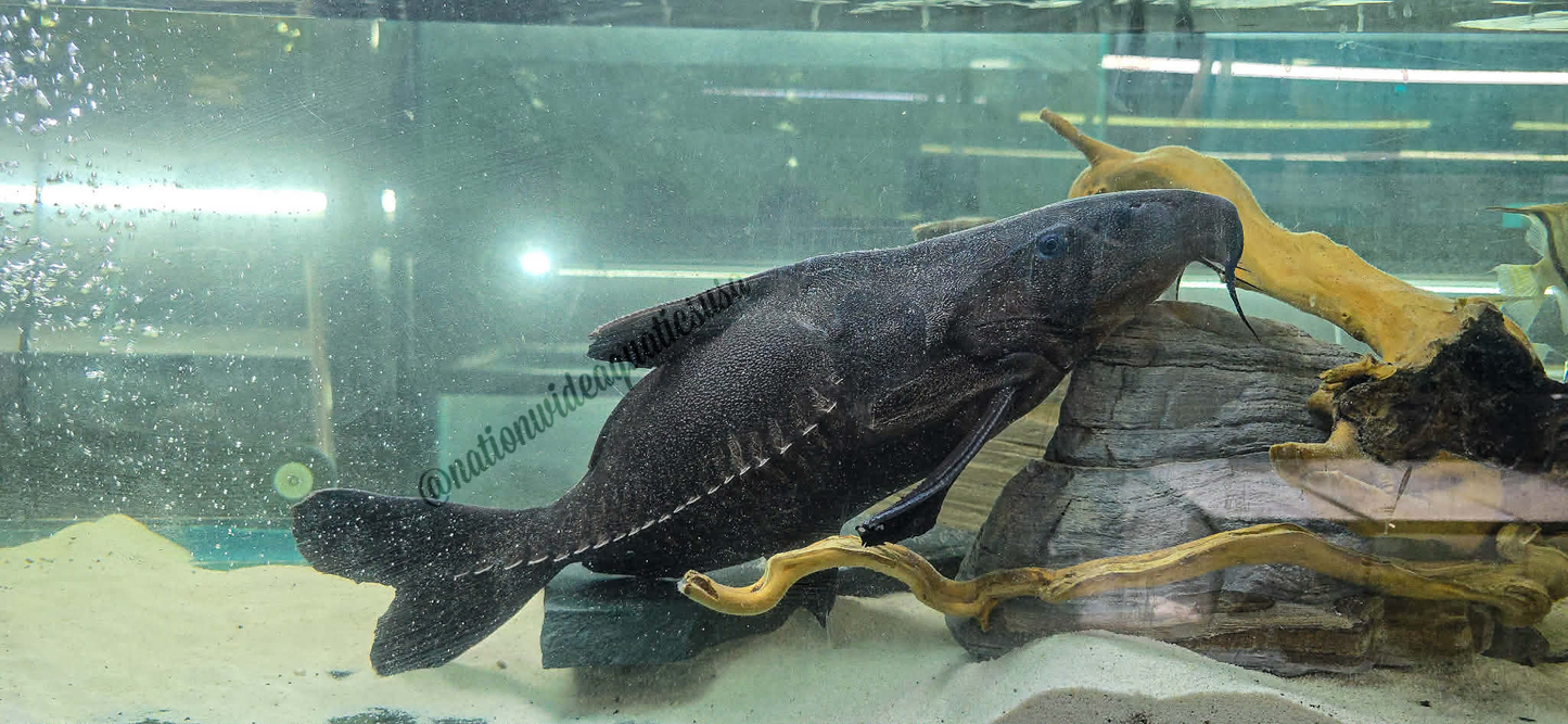 Short body ripsaw catfish (Oxydoras niger)
