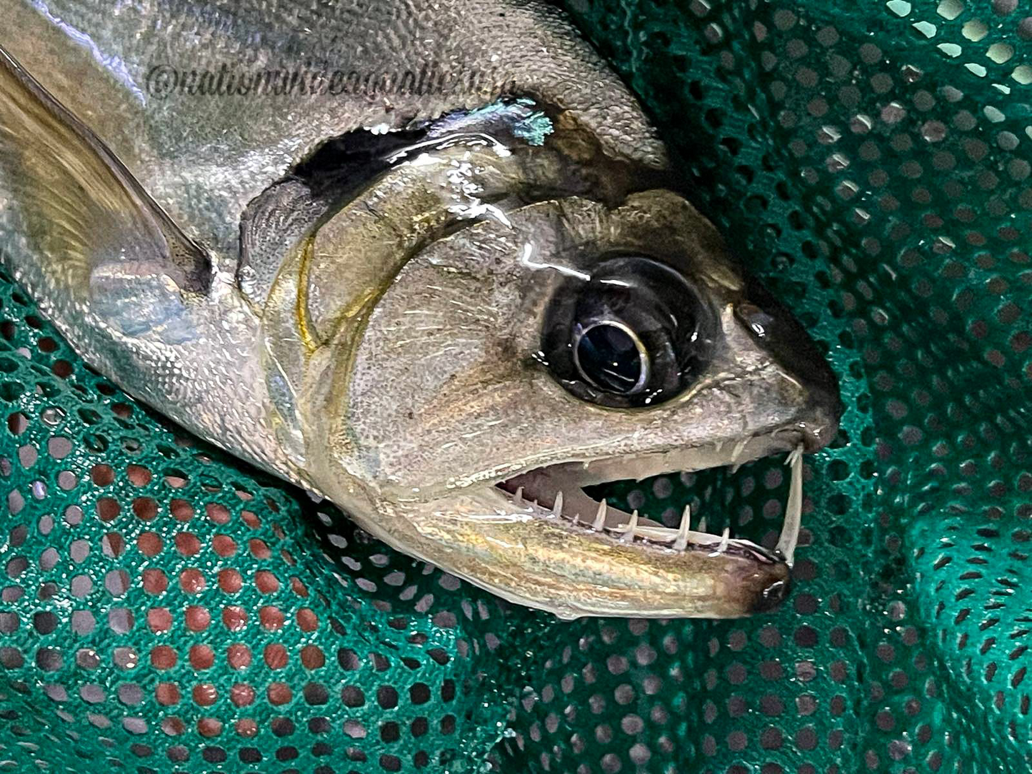 payara armatus
