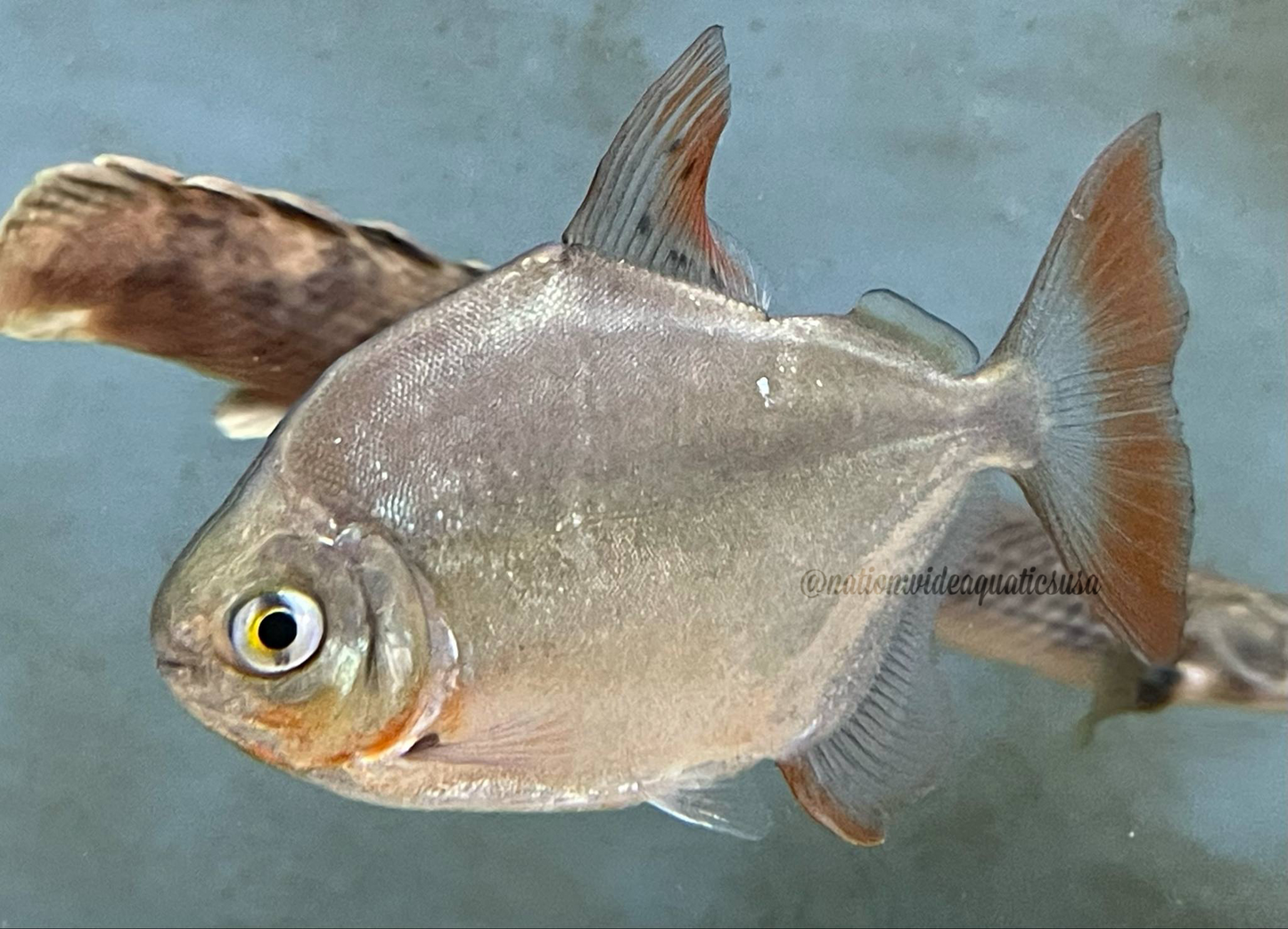 Metynnis Sp - Silver dollar
