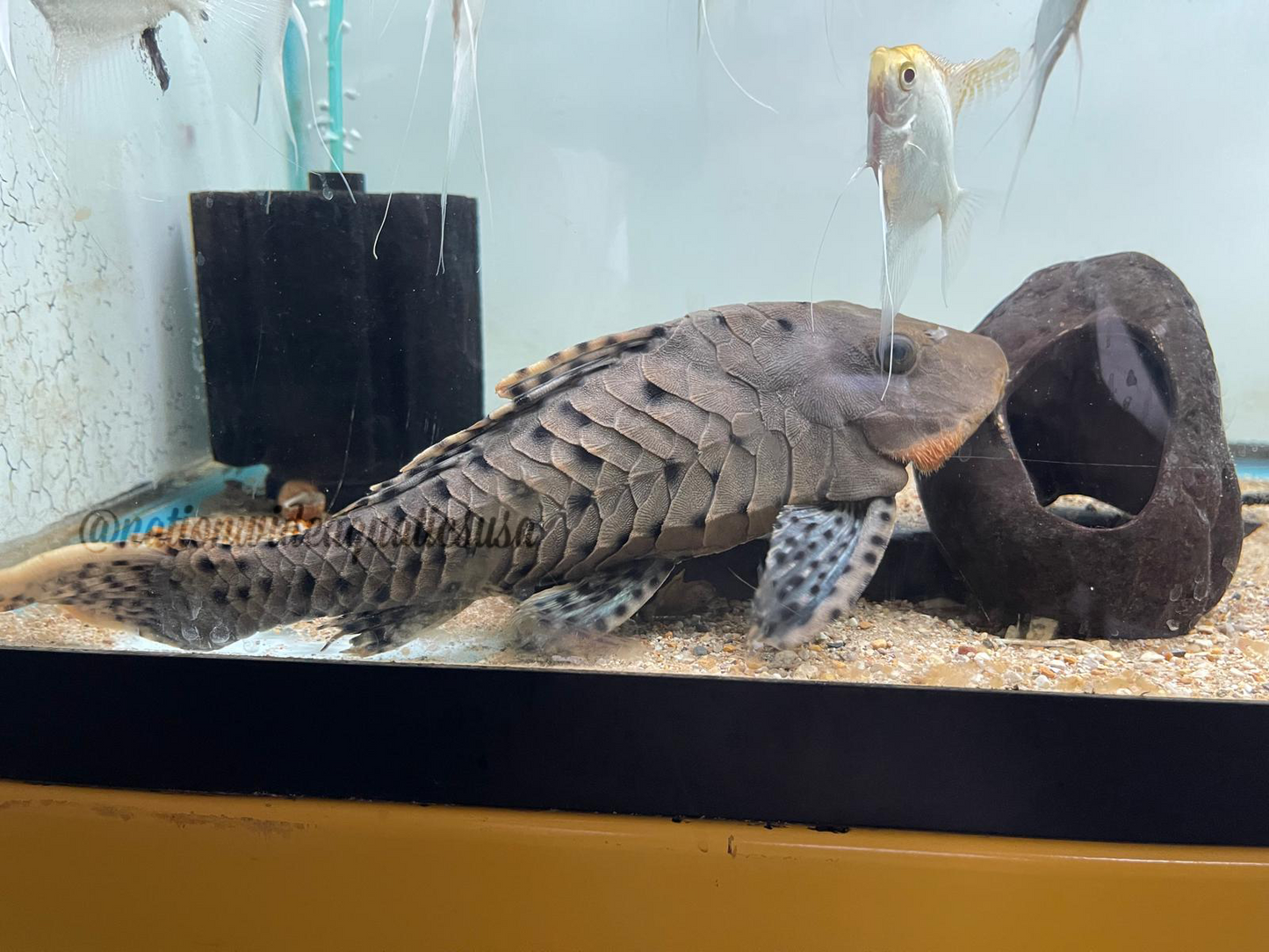 L095 - Orange cheek pinecone pleco
(Pseudorinelepis sp.)