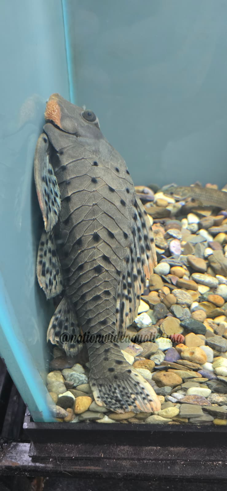 L095 - Orange cheek pinecone pleco
(Pseudorinelepis sp.)