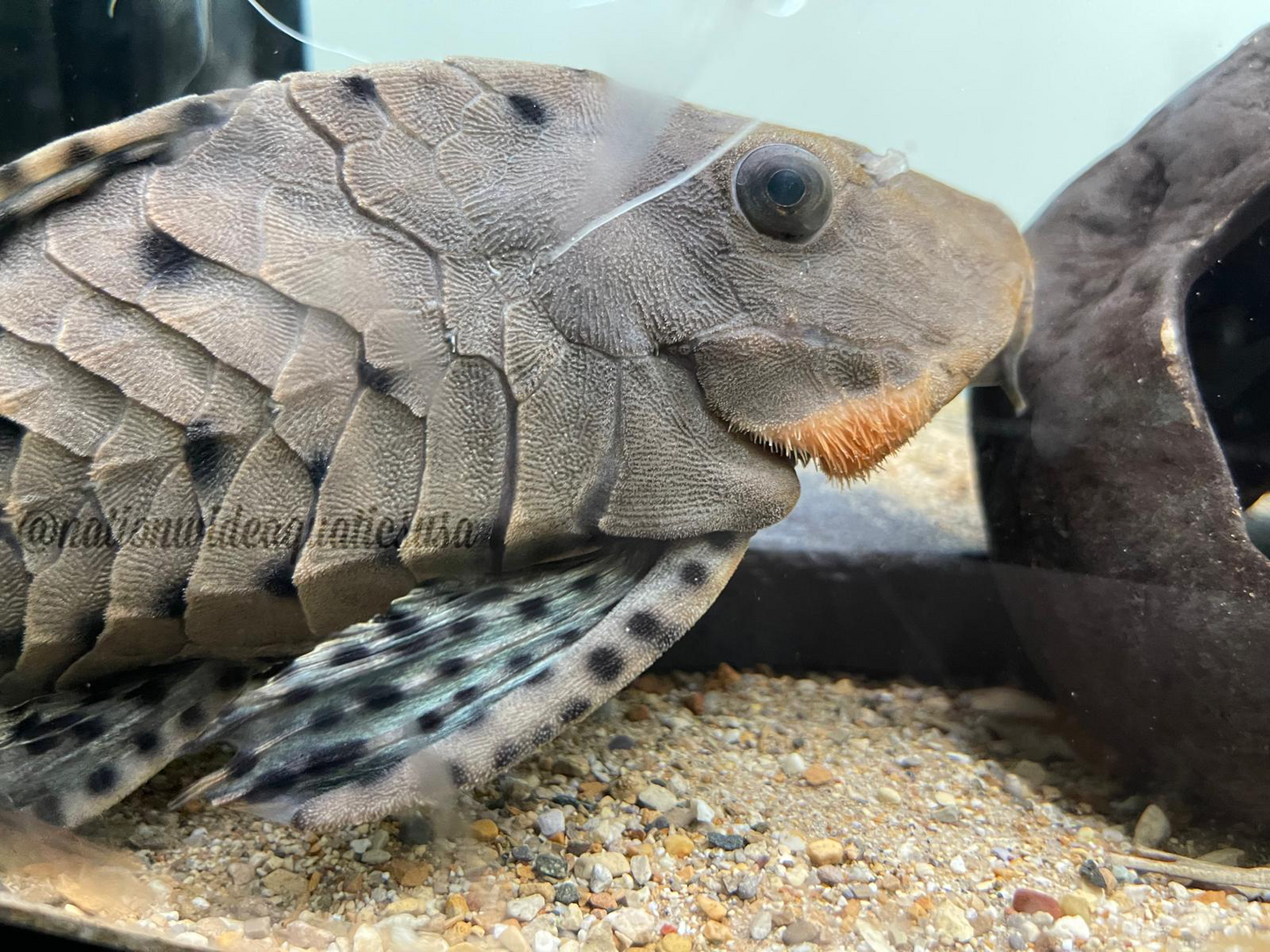 L095 - Orange cheek pinecone pleco
(Pseudorinelepis sp.)